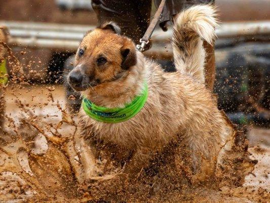 Is it time to call the groomer?