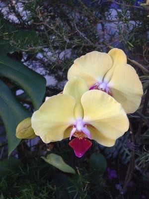 Flowers outside sept 22 2014. Jose Gomora' shop Walking distance Los Angeles Valley College.