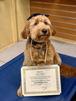 Our pup at Off Leash graduation!