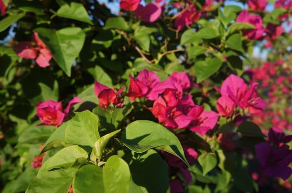 15 Gal Bouganvillea, luscious green leaves bright pink flower clusters