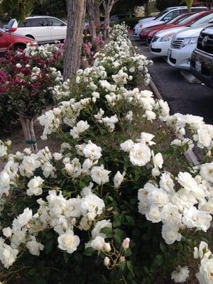 Different view of roses in the parking lot.