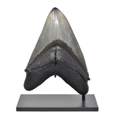 Large mounted Megalodon shark tooth from North Carolina