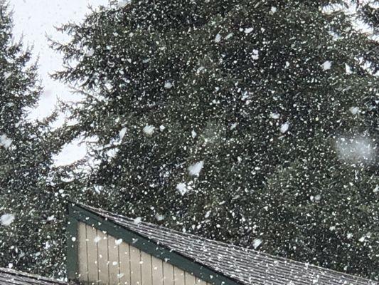 Snowing in Hazel Dell at 9 AM. Large flakes, and it is really coming down. Just starting to stick.