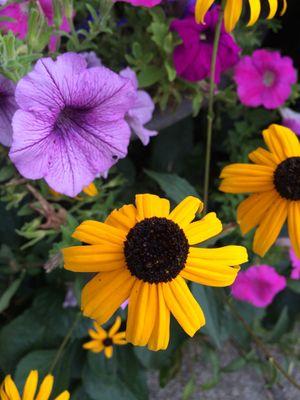 In our office garden...flowers see the beauty all around you...