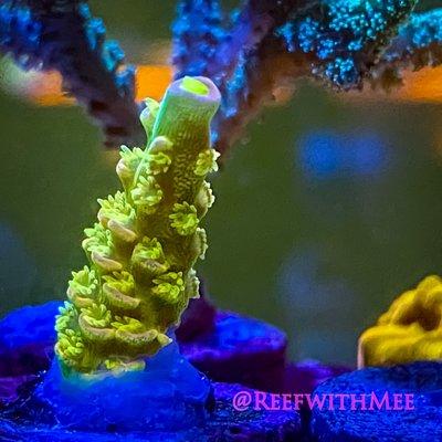 Walt Disney Acro Frag