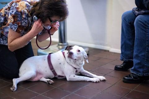 Dr. Windom gets ready to listen to Ms. Beanie's heart and lungs during her annual exam.