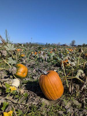 Pumpkins