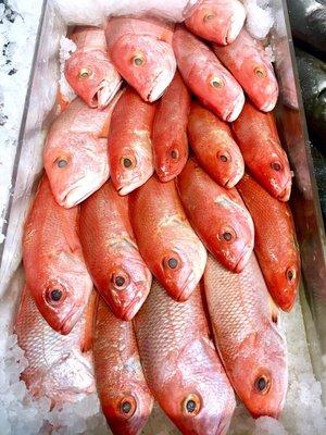 Red Snapper