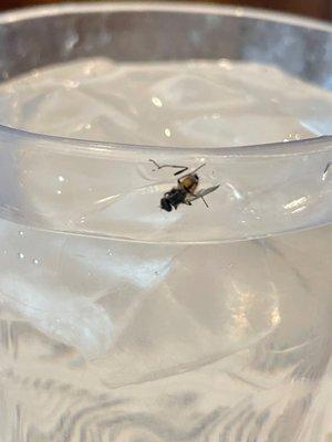 Dead fly on water glass