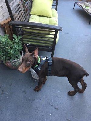 This puppy is 3months old. Love Dobermans!