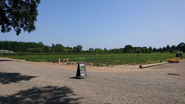 Lots of Hood Strawberries with rows and rows of vining berries behind