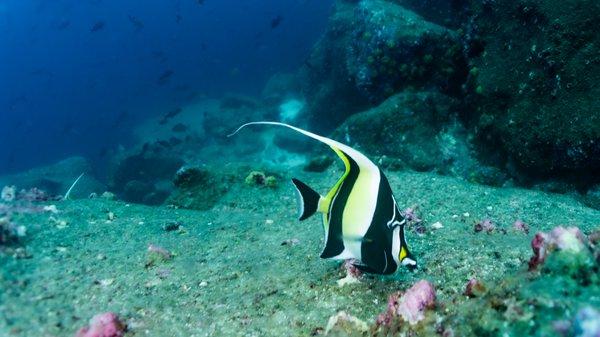 The Moorish Idol, a beautiful fish!