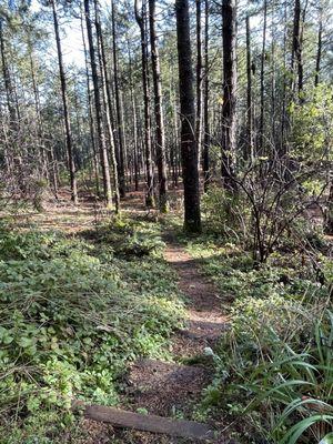 Butano Fire Trail by the Butano State Park