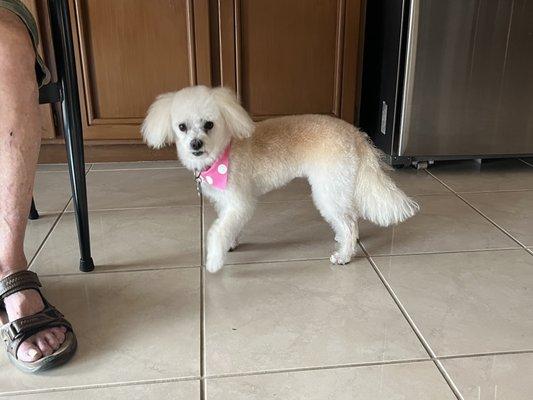 We just had Mindy groomed here, and they did a beautiful trim! She was dirty and scruffy after spending threes camping.