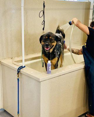 DIY Dog Wash with Bear