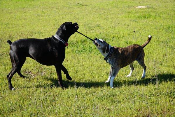 Laila (boxer), Darma (mutt)