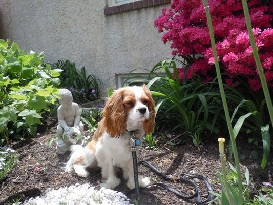 Oliver sits and "stays" after training at DTCCC