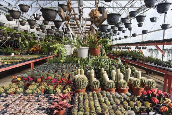 Sunny Spot Nursery offers a terrific selection of succulents and cacti.