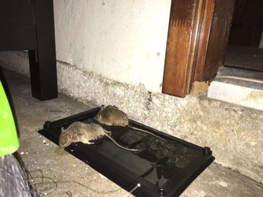 Mice caught in garage under a hole they chewed in the dry wall