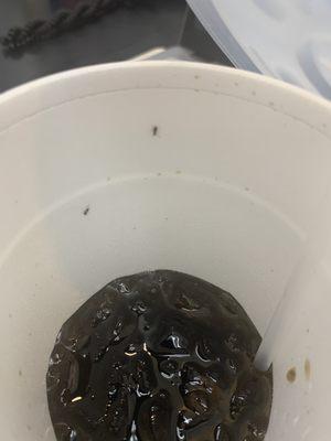 Multiple ants in my soda