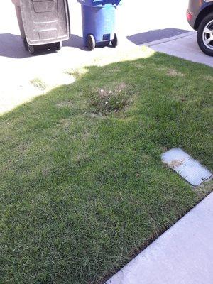 My grass, with dandelions growing out