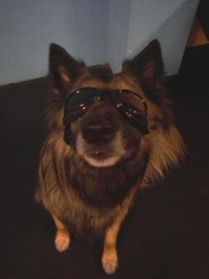 Wylie with doggles