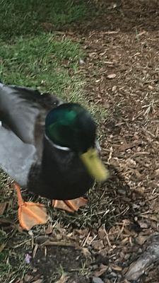 Ducks are looking and smiling at the camera again