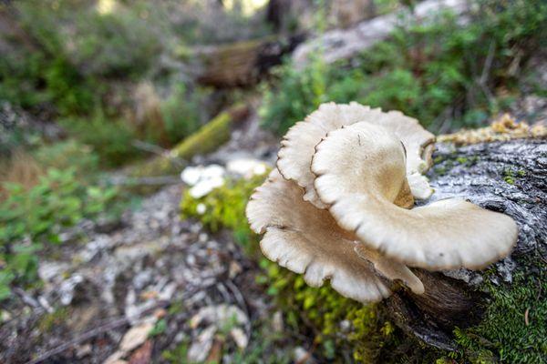 Big Basin Redwoods State Park