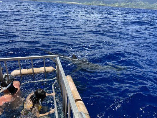 Shark fin above the water .