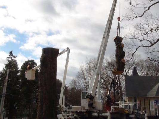 Carroll Tree Service