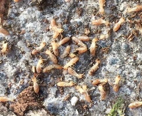 Colony of live drywood termites