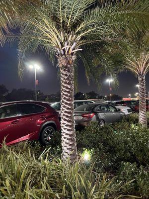 Nice up lighting for a tree in the parking lot! Good details here