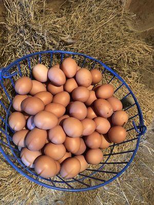 Farm fresh eggs