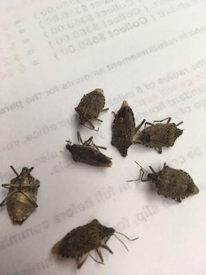 Stink Bugs