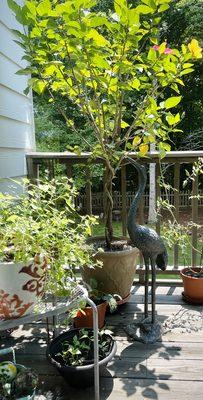 Love my new garden statue. The hummingbirds gave it a good look over and a peck.