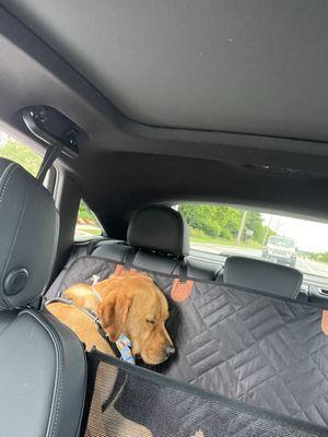 Hank sleeping on the way home after his grooming appointment. He had a great time!