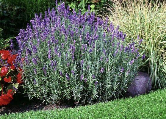 Lavender from Boring Bark