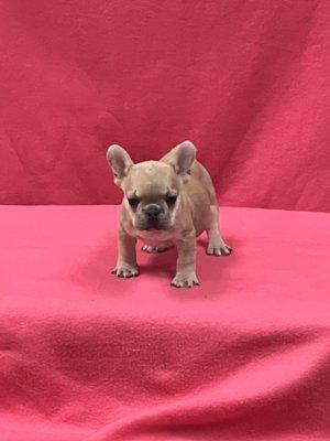 Bianca the Frenchie