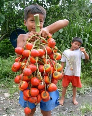 Brazilian boy showing tucumã, one of the raw materials used in the AmazonDrops organic products