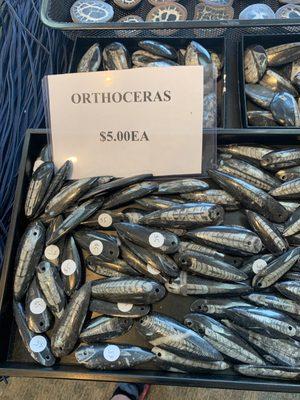 Orthoceras also $5