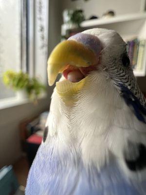 laughing hand fed budgie anyone?