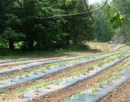 View of the back field early planting