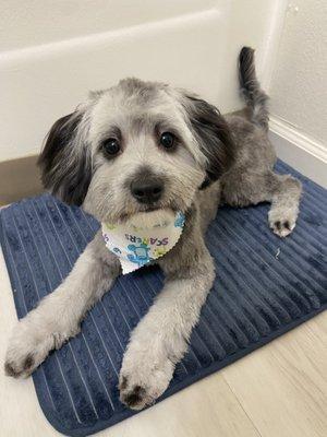 After of my maltipoo. What a brand new boy!