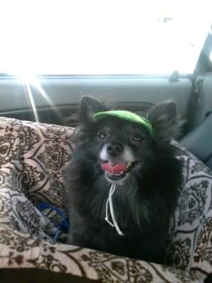 I bought this doggie hat for my pomeranian. This store has a friendly staff and great products.