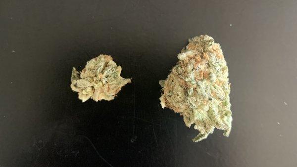 Bud from Wednesday's purchase (right), bud from Thursday's purchase (left).