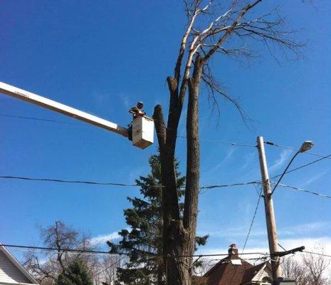 Berkshire Tree Service