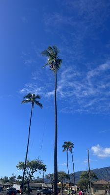 Local palm tree trimming in action! Wow!