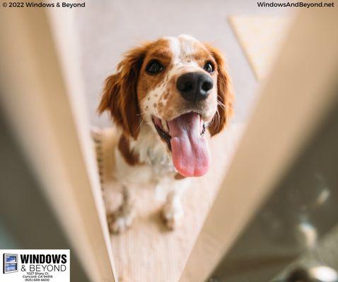 Looking to replace your windows & doors? How about a pet door?  We are the best! #windows #door #replacement #window #installation #service