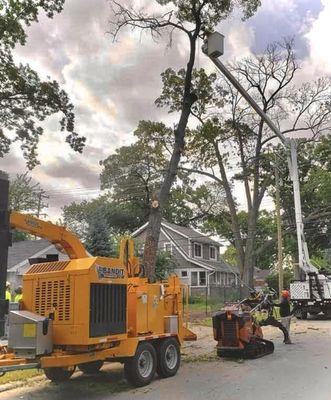 Lumberjacks Cutting Trees