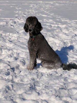 Gibbs, enjoying off leash privileges, at Ann Morrison Park.  December, 2016.